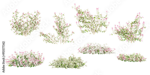 Set of Asiatic jasmine variegated plants, isolated on white background from top view. 3D render