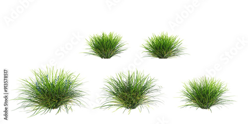 Fototapeta Naklejka Na Ścianę i Meble -  set of Mondo grass with alpha mask, 3d rendering, for digital composition and architecture visualization