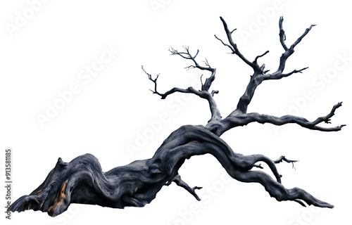 black dried old spooky dead tree branch isolated on transparent white background. cut out