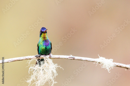 Fiery Throated Hummingbird perched on a branch photo