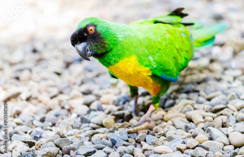 Masked Shining Parrot foraging on the ground photo