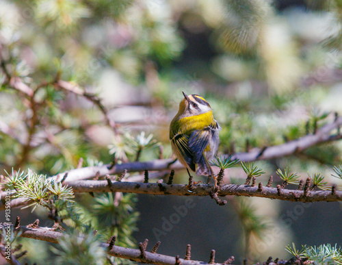 Common Firecrest perched on a tree photo