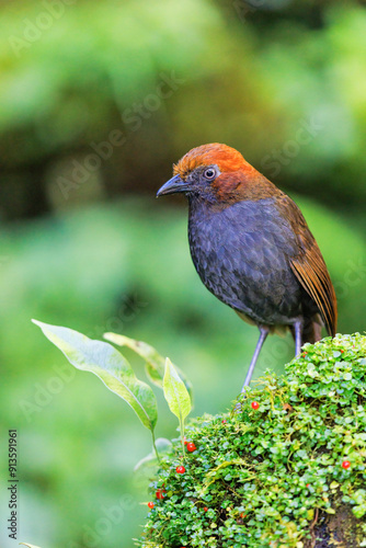 Chestnut-Naped Antpitta perched on a mossy rock