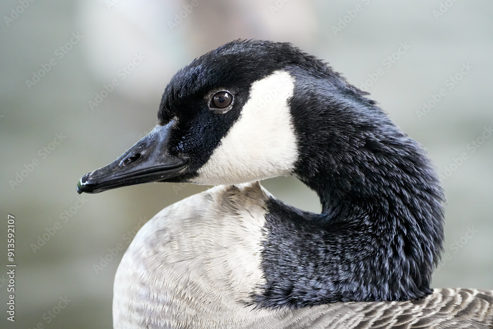 Portrait of Canada Goose. Bird in close-up. Branta canadensis.
Portrait of Canada Goose. Bird in close-up. Branta canadensis.