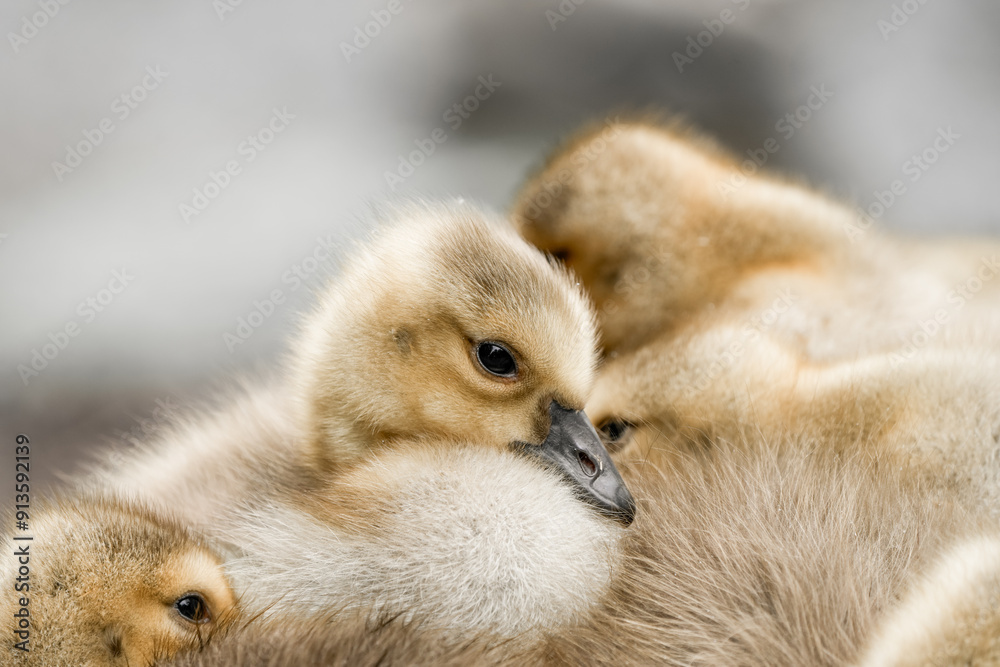 Obraz premium Close-up of Canada goose chicks. Geese young birds. Branta canadensis.