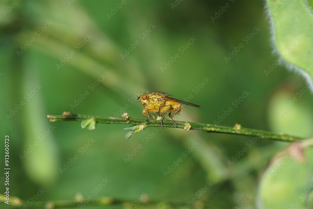 Yellow dung fly (Scathophaga stercoraria), family Scathophagidae on a twig of Cytisus scoparius (syn. Sarothamnus scoparius), common broom, Scotch broom. Spring, May, Netherlands Yellow dung fly (Scathophaga stercoraria), family Scathophagidae on a twig of Cytisus scoparius (syn. Sarothamnus scoparius), common broom, Scotch broom. Spring, May, Netherlands