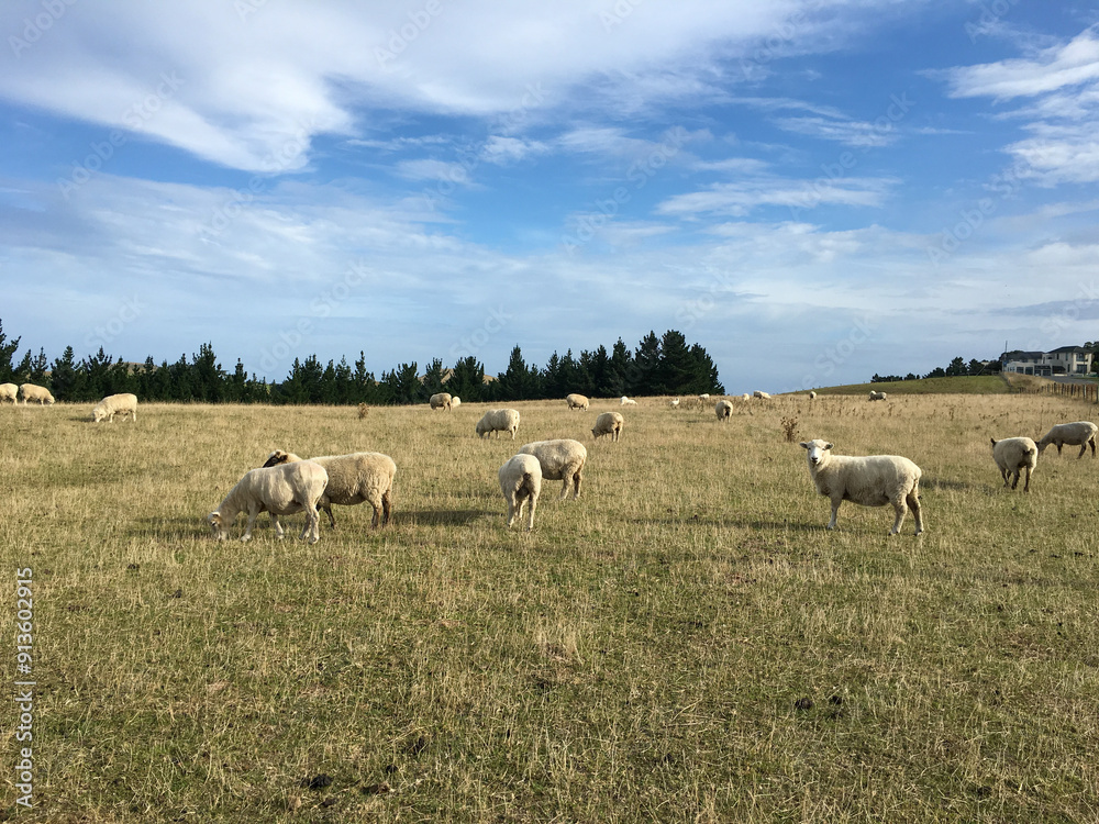 Obraz premium flock of sheep