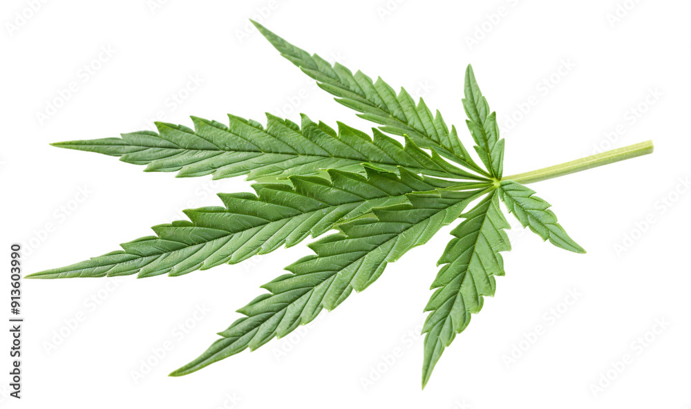 single marijuana leaf isolated on white background single marijuana leaf isolated on white background