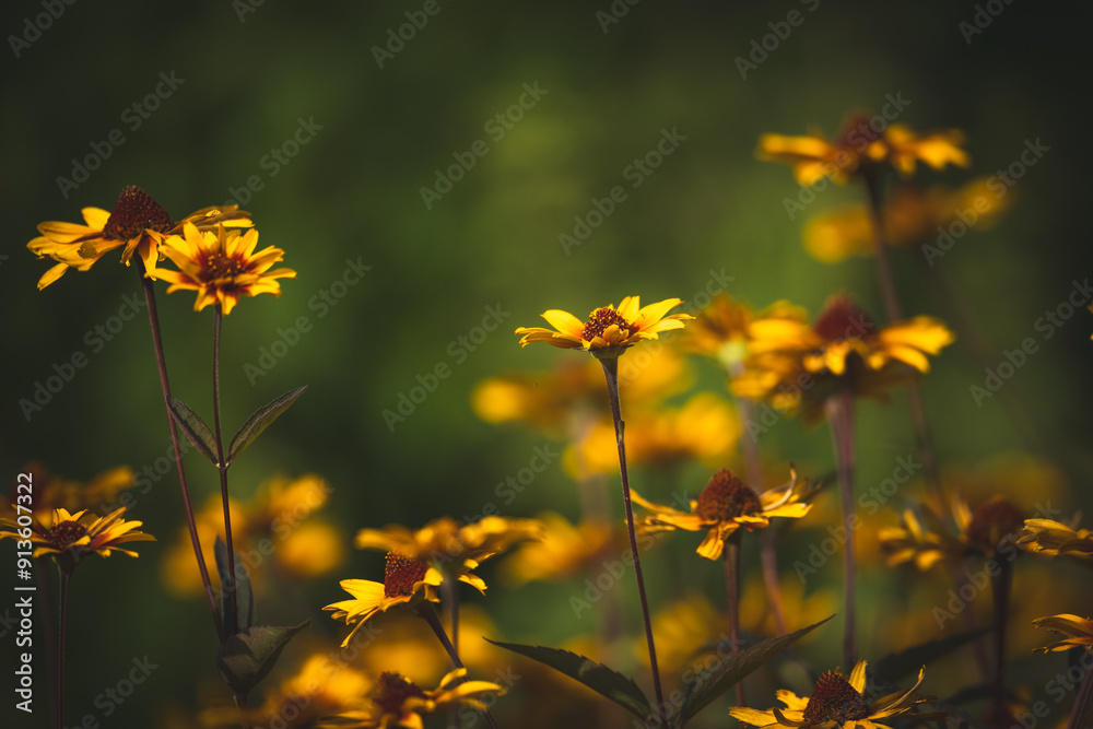Obraz premium Summer garden flowers wallpaper Heliopsis helianthoides is a species of flowering plant in the family Asteraceae, known by the common names smooth oxeye and false sunflower Inspired Wallpaper