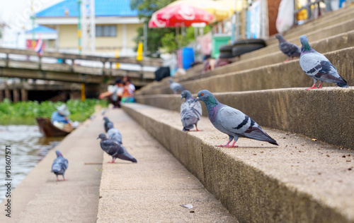 A group of pigeons bird waiting for fish food at the pier stairs old Tha na market on the Tha Chin River of Nakhon Chai Si, Nakhon Pathom Province Thailand. photo