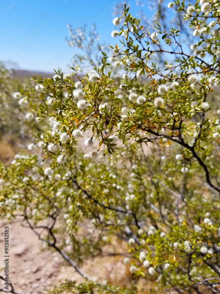 Fuzzy Creosote Bush in the Desert with Blue Sky Fuzzy Creosote Bush in the Desert with Blue Sky
