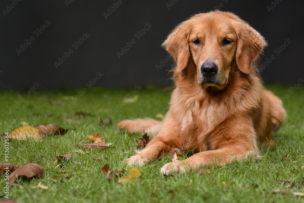 dog laying on grass with fallen leaves, dark background dog laying on grass with fallen leaves, dark background