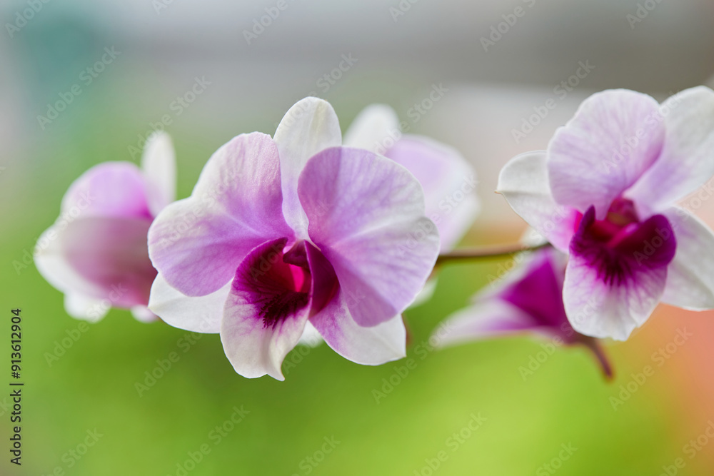Close-up of purple orchid blooming in the garden Close-up of purple orchid blooming in the garden