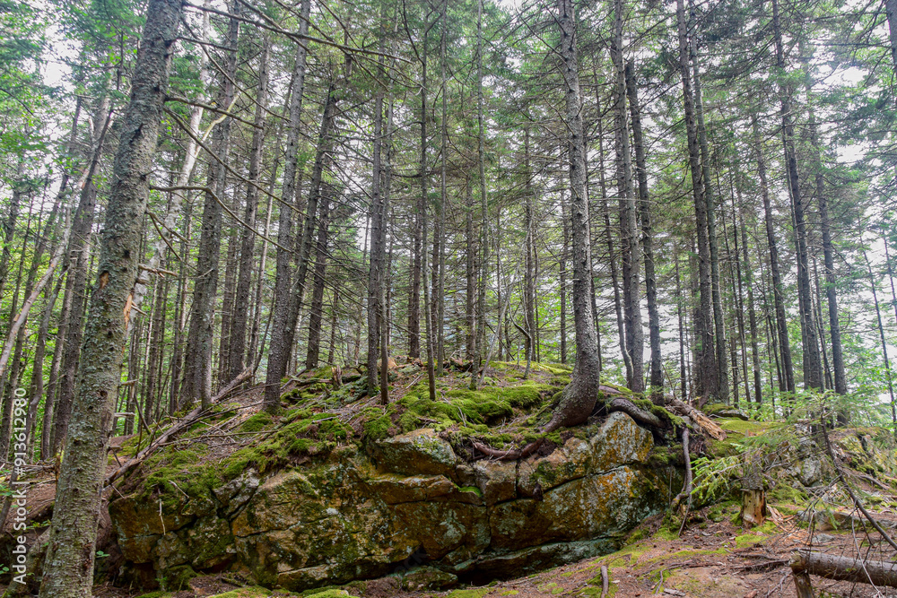Dense forest with tall trees, moss-covered rocks, and lush greenery.