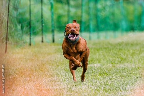 Vizsla dog running lure course dog sport photo