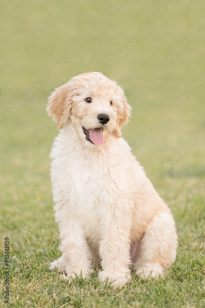 Young puppy golden doodle sitting and smiling Young puppy golden doodle sitting and smiling