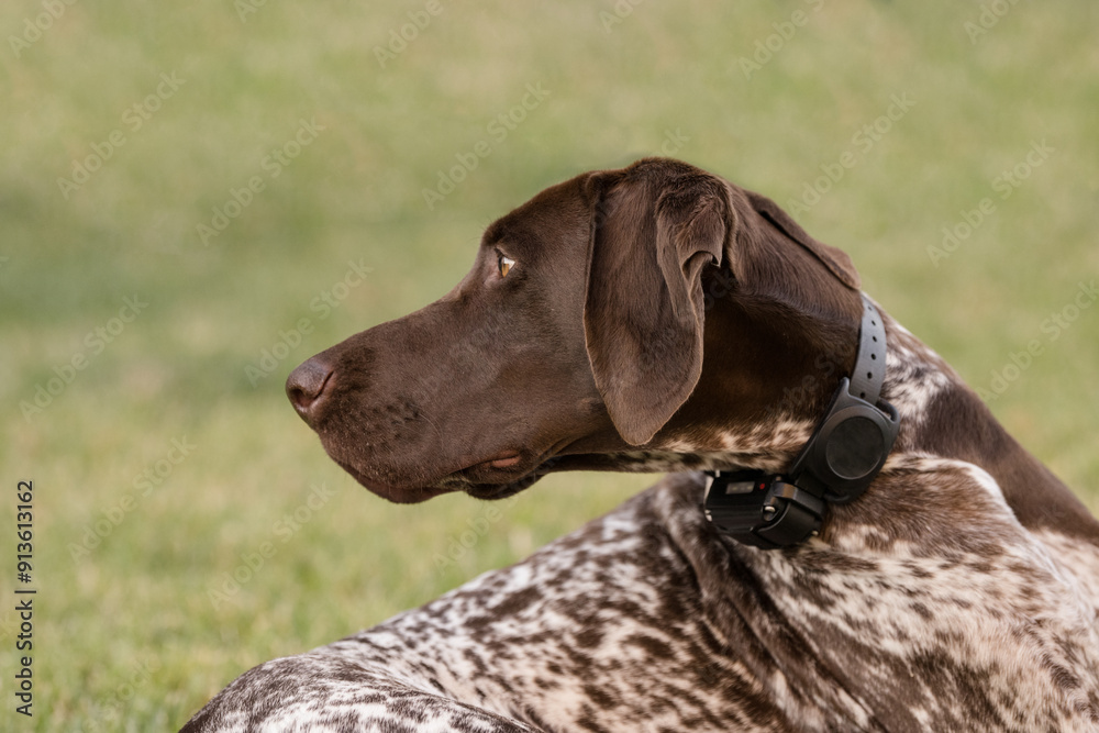 German shorthaired pointer looking intently German shorthaired pointer looking intently