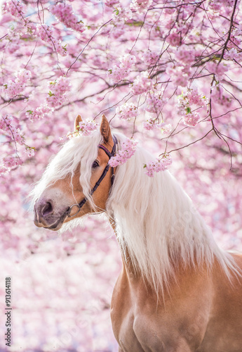 Photography Beautiful haflinger horse in cherry blossom