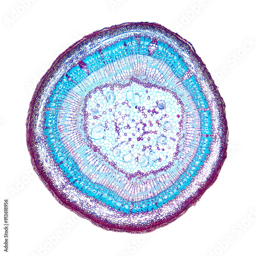 Tilia stem, cross section, 8X light micrograph. Stem of basswood, also known as linden, under the light microscope. Hematoxylin-eosin stained for better visualization. Isolated, over white, photo. photo