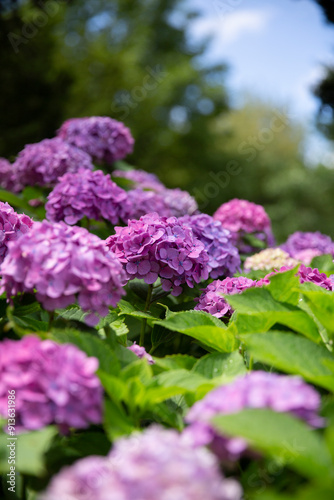 Purple hydrangea blooming in summer