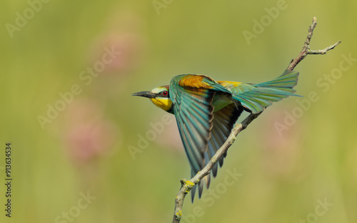 Bienenfresser (Merops apiaster) photo