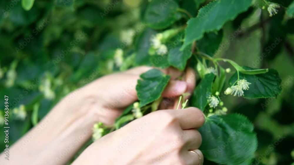 Here's how it works: people pick the linden flowers by hand. And as it turns out, linden flowers are pretty useful to us humans! Here's how it works: people pick the linden flowers by hand. And as it turns out, linden flowers are pretty useful to us humans!