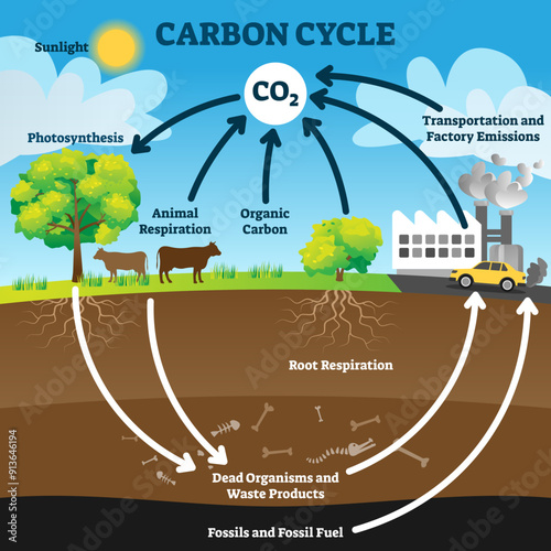 Carbon cycle illustration, transparent background. Labeled CO2 biogeochemical process scheme. Educational exchange diagram with animal respiration, photosynthesis.