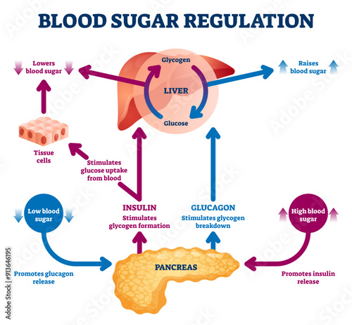 Blood sugar regulation illustration, transparent background. Labeled process cycle scheme. Educational liver and pancreas diagram with glucose stimulation uptake and breakdown.