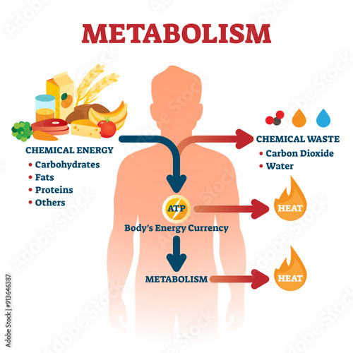 Metabolism illustration, transparent background. Labeled chemical energy educational scheme. Explanation diagram with food carbohydrates, fats and proteins reactions to create ATP and heat.