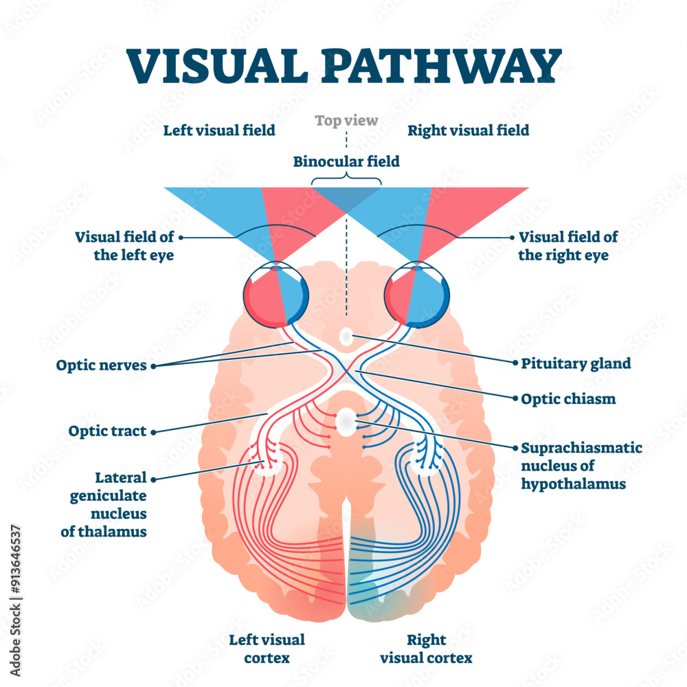 Obraz premium Visual pathway medical illustration diagram, transparent background. Eye and brain anatomical system with optic nerves and visual cortex. Educational human vision explanation scheme.