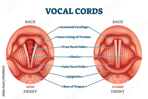 Vocal cords labeled anatomical and medical structure and location scheme, transparent background. Organ back or front view with closed and open positions comparison diagram illustration.