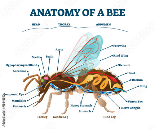 Anatomy of bee with inner organs educational scheme illustration, transparent background. Inside structure with labeled biological titles. Insect examination for zoology handout with head.