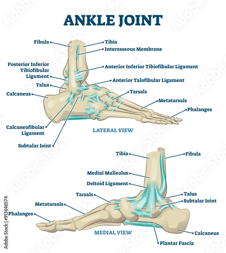 Ankle joint illustration, transparent background.Labeled educational leg structure scheme.Physiological orthopedics explanation with isolated toe closeup.