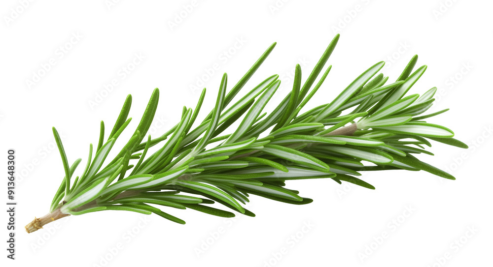Fototapeta premium Rosemary Isolated on Transparent Background 