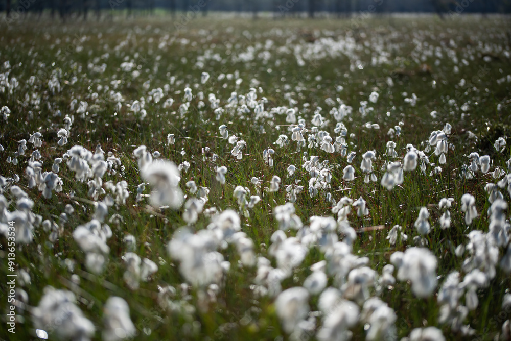 Kwitnąca wełnianka na torfowisku. 