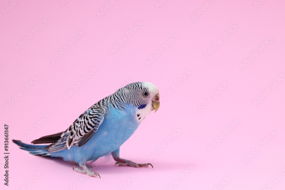 Beautiful bright parrot on pink background. Exotic pet. Space for text Beautiful bright parrot on pink background. Exotic pet. Space for text