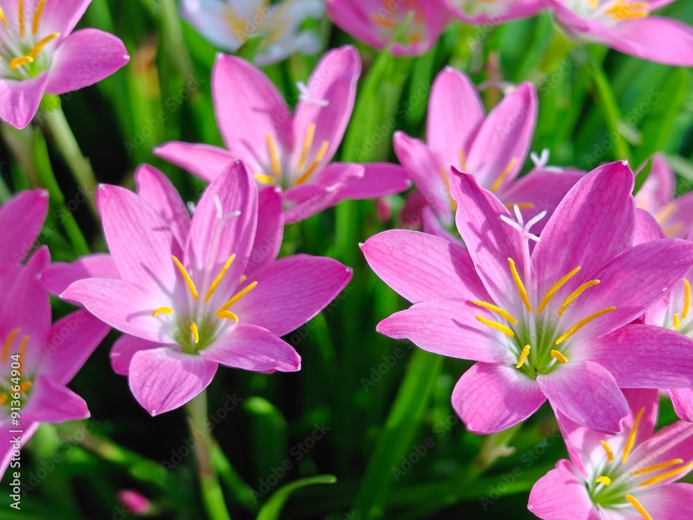 Pink rain lily, an absolute beauty. Pink rain lily, an absolute beauty.