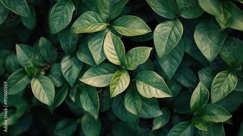 Green leaf plant close-up