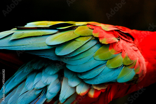 Vibrant Feathers of Green Winged Macaw on Black Backdrop photo