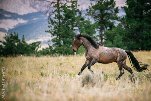 Wild mustang horse running in a field
