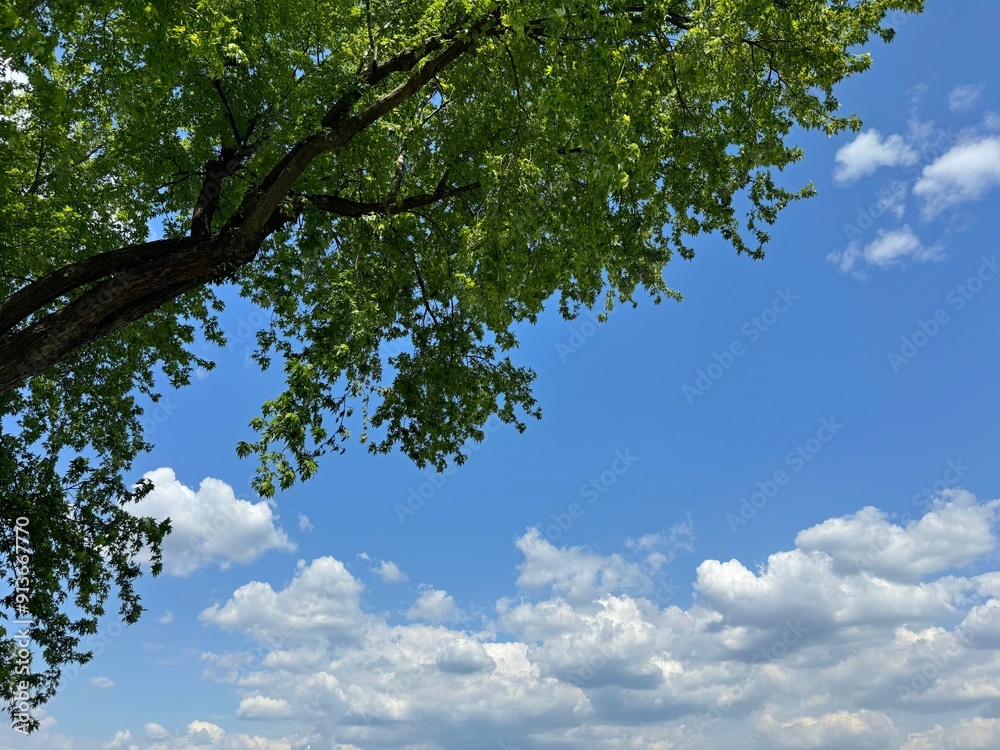 Fototapeta premium Tree green foliage against sky clouds