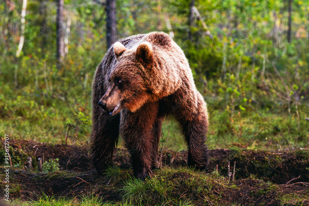 Obraz premium brown bear in the forest