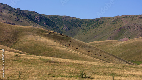 landscape in the summer