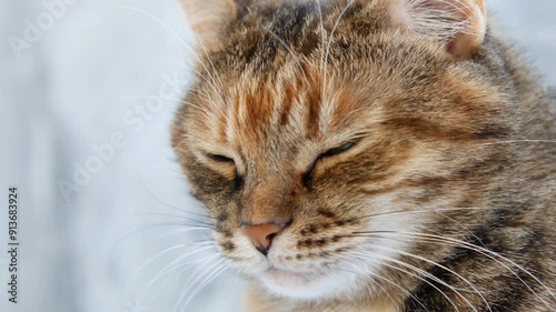 Close-up of the muzzle of a tabby cat with a reddish tint sleeps, periodically opening his closed eyes