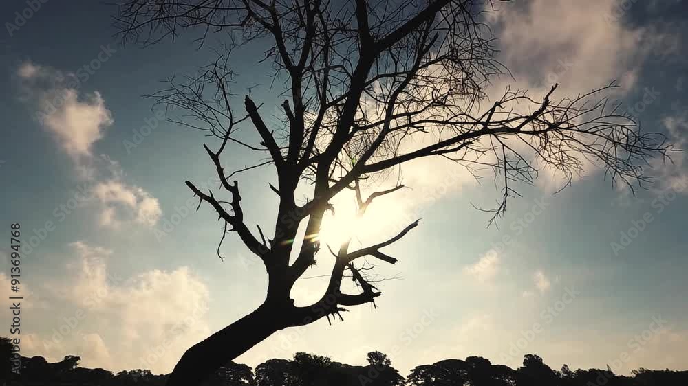 Slow Motion Push-out Shot of a Dry Dead Tree Against The Sun 1080 Slow Motion Push-out Shot of a Dry Dead Tree Against The Sun 1080