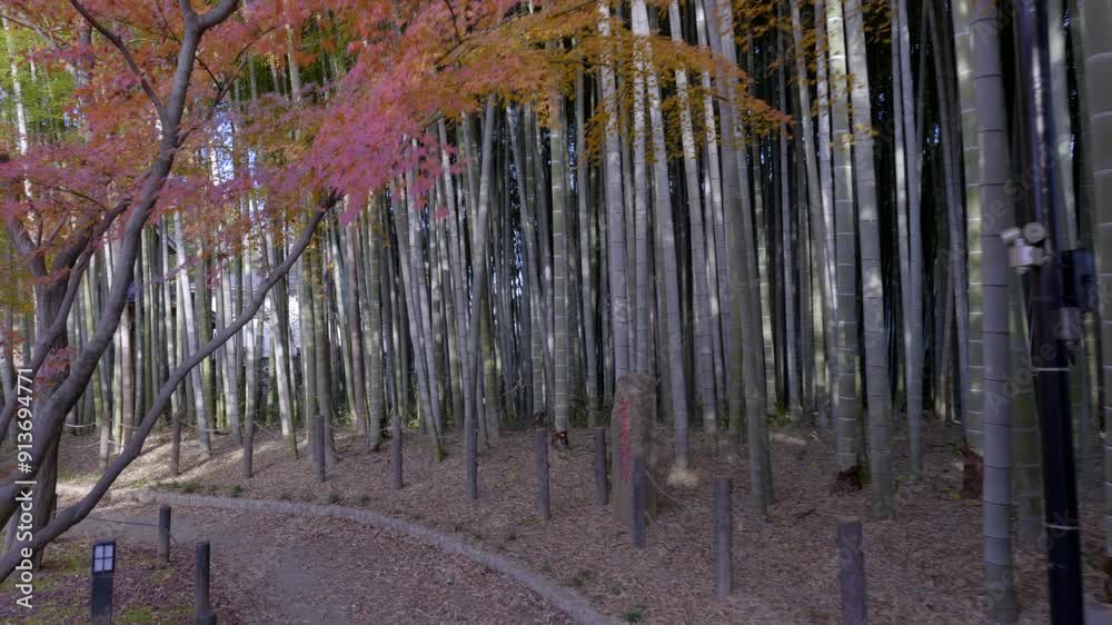 Japanese bamboo forests have a very special energy, they are generally very well maintained and in autumn you can walk very quietly and contemplate losing track of time. Japanese bamboo forests have a very special energy, they are generally very well maintained and in autumn you can walk very quietly and contemplate losing track of time.