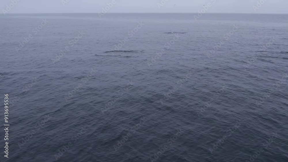 A peaceful capture of dolphins surfacing in the vast, open ocean, highlighting the serenity and expanse of the marine environment. A peaceful capture of dolphins surfacing in the vast, open ocean, highlighting the serenity and expanse of the marine environment.