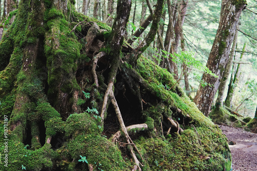 地上にむき出しの木の根と苔【北八ヶ岳・八千穂高原の苔の森】日本長野県