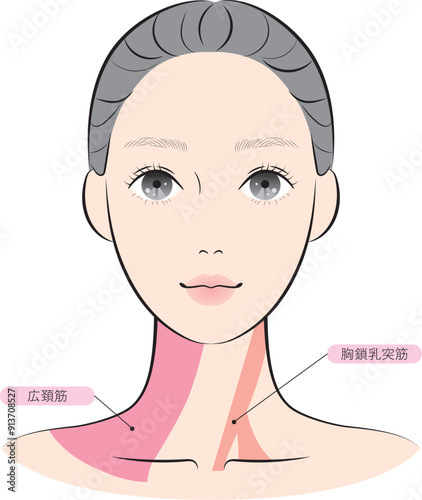 広頚筋と胸鎖乳突筋（名称あり）