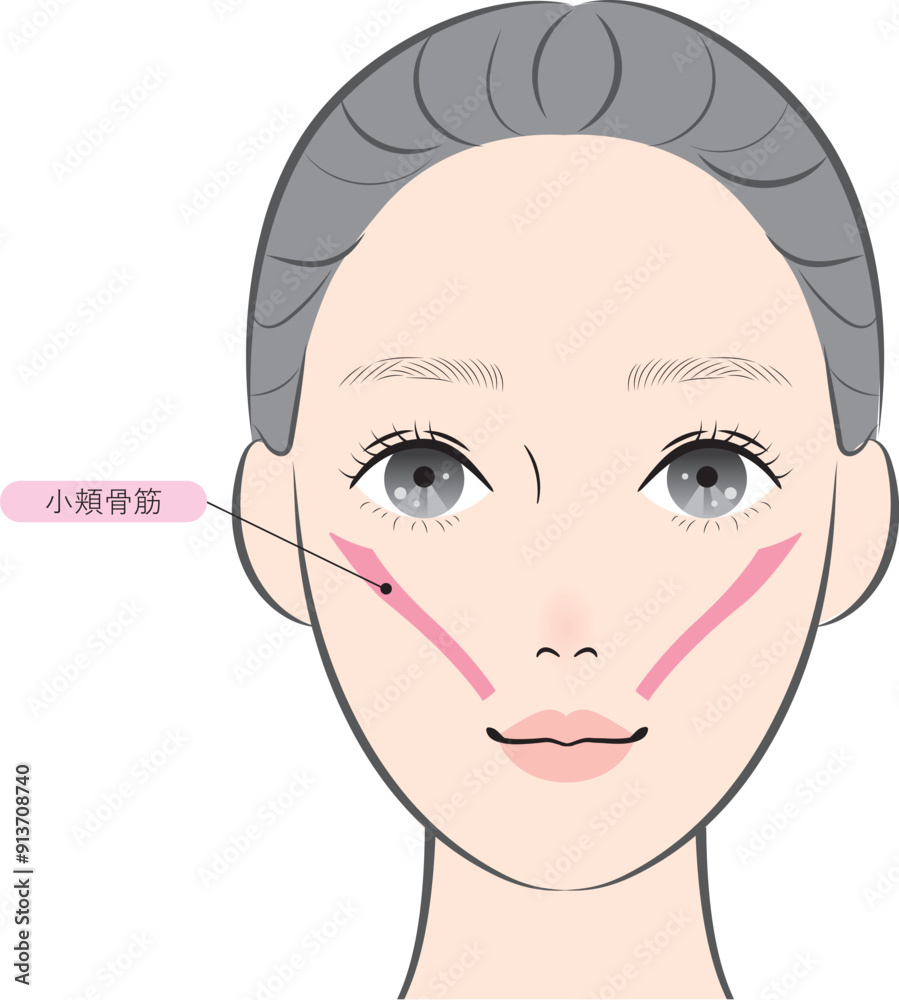Fototapeta premium 小頬骨筋（名称あり）